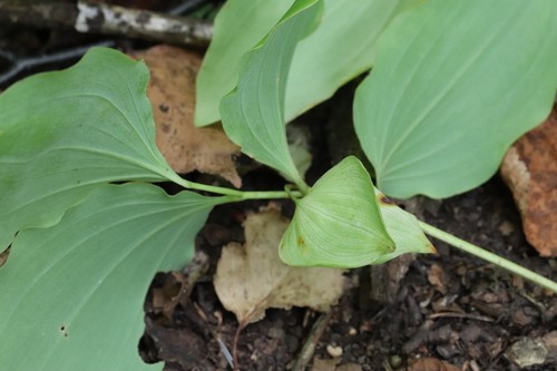 Polygonatum involucratum (Polygonatum involucratum)