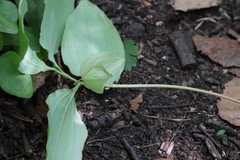 Polygonatum involucratum