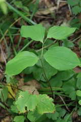 Polygonatum involucratum