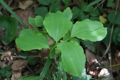 Polygonatum involucratum