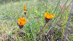 Gazania ciliaris