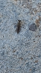 Stichopogoninae