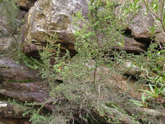Cliffortia polygonifolia
