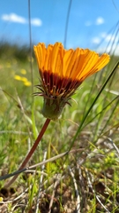 Gazania ciliaris