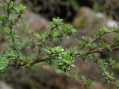 Cliffortia polygonifolia