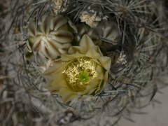 Echinomastus mariposensis