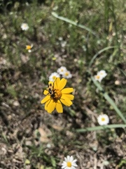 Chauliognathus scutellaris