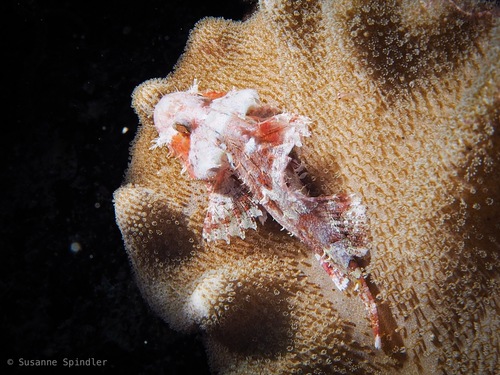 Scorpaenopsis eschmeyeri observed 2019-06-28