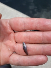 Gambusia rhizophorae