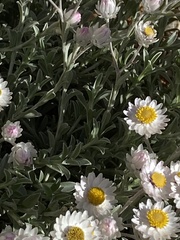 Achyranthemum