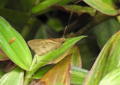 Cymaenes lepta