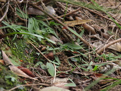 Pterygodium catholicum