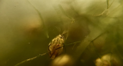Chlamydotheca arcuata