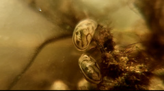 Chlamydotheca arcuata