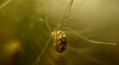 Chlamydotheca arcuata