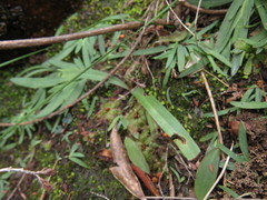 Pterygodium catholicum