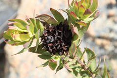 Leucadendron barkerae