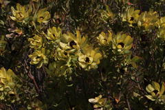 Leucadendron barkerae