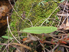 Pterygodium catholicum
