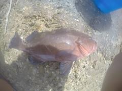 Epinephelus morio