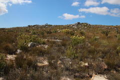 Leucadendron barkerae