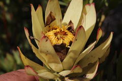 Leucadendron barkerae