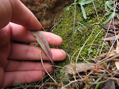 Pterygodium catholicum