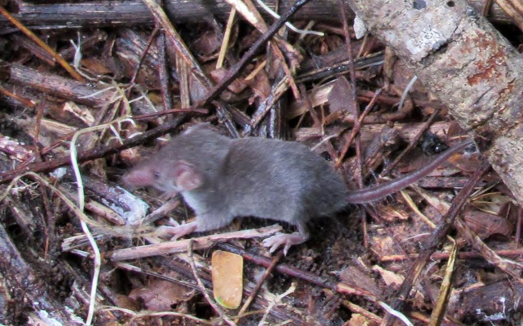 Least Dwarf Shrew