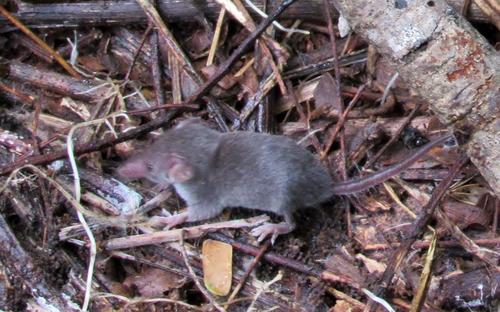 Least Dwarf Shrew (Suncus infinitesimus) · iNaturalist