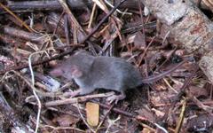 Least Dwarf Shrew photo 1