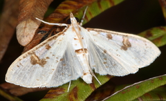 Palpita illibalis