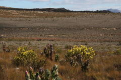 Leucadendron barkerae