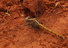 Orthetrum chrysostigma chrysostigma