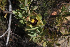 Leucadendron barkerae