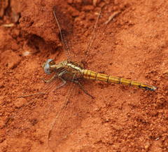 Orthetrum chrysostigma chrysostigma