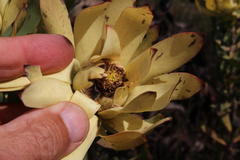 Leucadendron barkerae