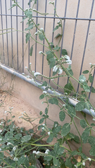 Heliotropium europaeum