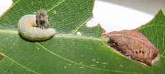 Abantis paradisea