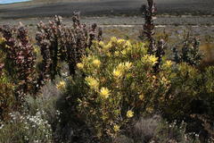 Leucadendron barkerae