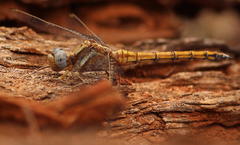 Orthetrum chrysostigma chrysostigma