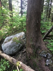 Cupressus nootkatensis