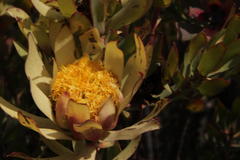 Leucadendron barkerae
