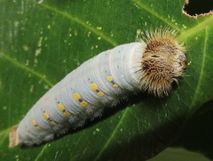 Abantis paradisea