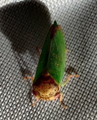 Iassus lanio