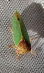 Iassus lanio