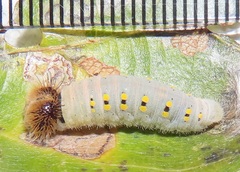 Abantis paradisea