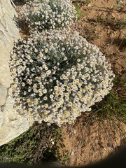 Achyranthemum