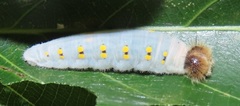 Abantis paradisea