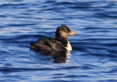 Fratercula corniculata