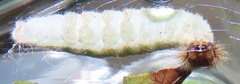 Abantis paradisea
